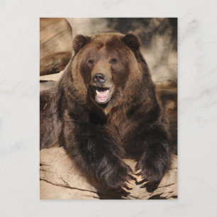 Grizzly Bear Boar Vykort