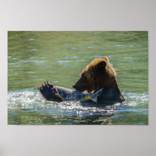 Grizzly Bear Caught A Salmon Poster
