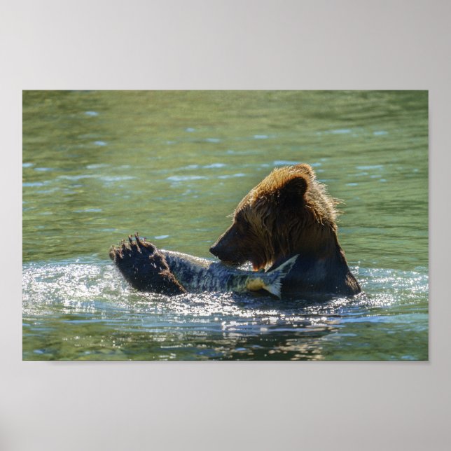 Grizzly Bear Caught A Salmon Poster (Framsidan)