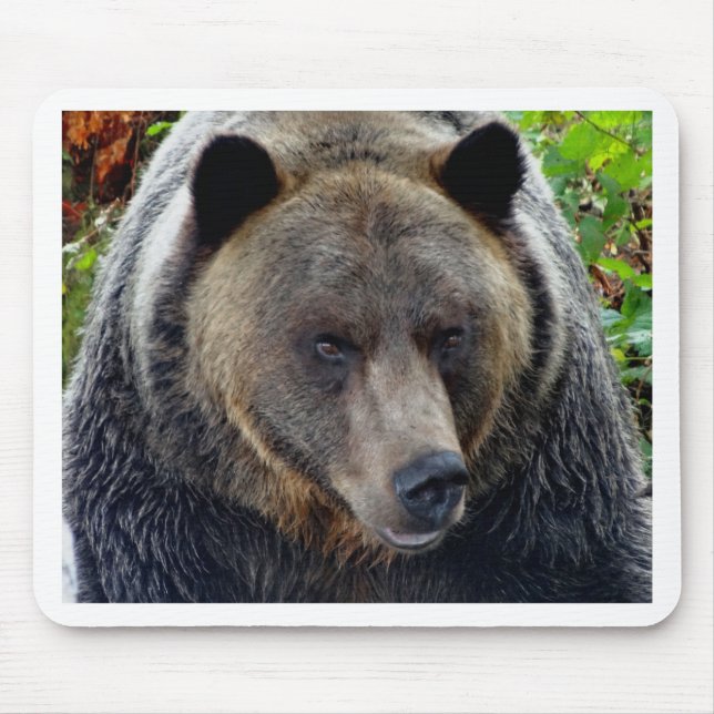 Grizzly Bear Close-up Musmatta (Framsidan)