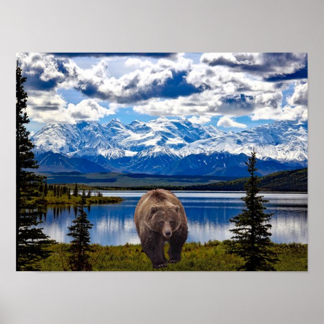 GRIZZLY BEAR DENALI PARK ALASKA POSTER (Framsidan)