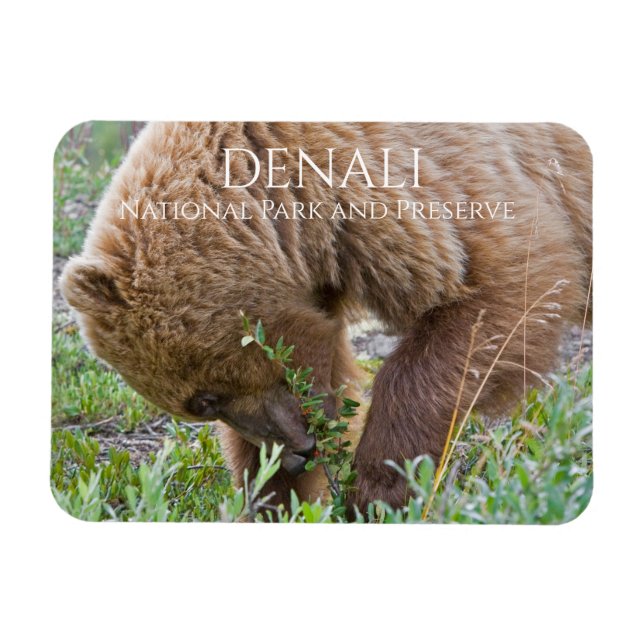 Grizzly Bear Foraging, Denali National Park Magnet (Horisontell)
