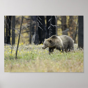 Grizzly Bear i Fält Poster