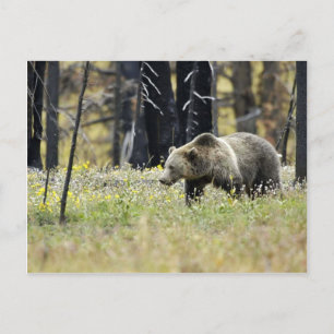 Grizzly Bear i Fält vid nationalparken Yellowstone Vykort