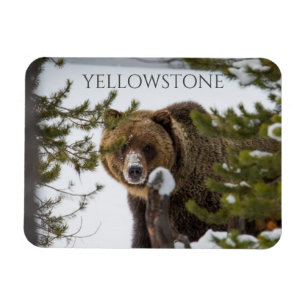 Grizzly Bear i Snö, Yellowstone National Park Magnet