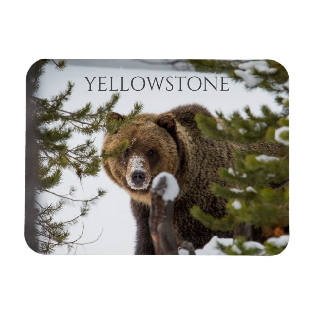 Grizzly Bear i Snö, Yellowstone National Park Magnet (Horisontell)