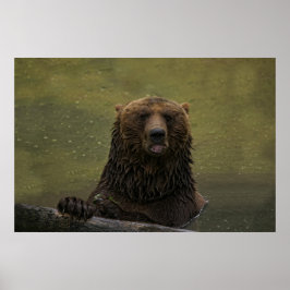 Grizzly Bear i Vatten Poster