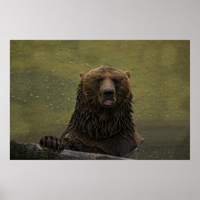 Grizzly Bear i Vatten Poster (Framsidan)