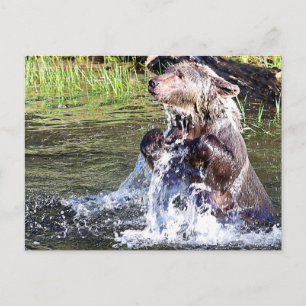 Grizzly Bear i Vatten Vykort