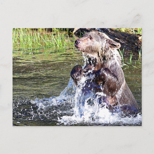 Grizzly Bear i Vatten Vykort (Framsida)
