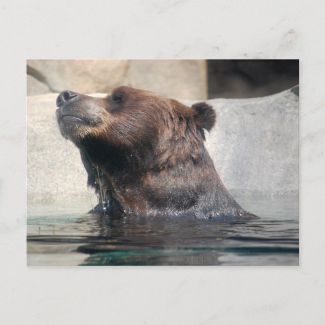 Grizzly Bear i Vatten Vykort (Framsida)