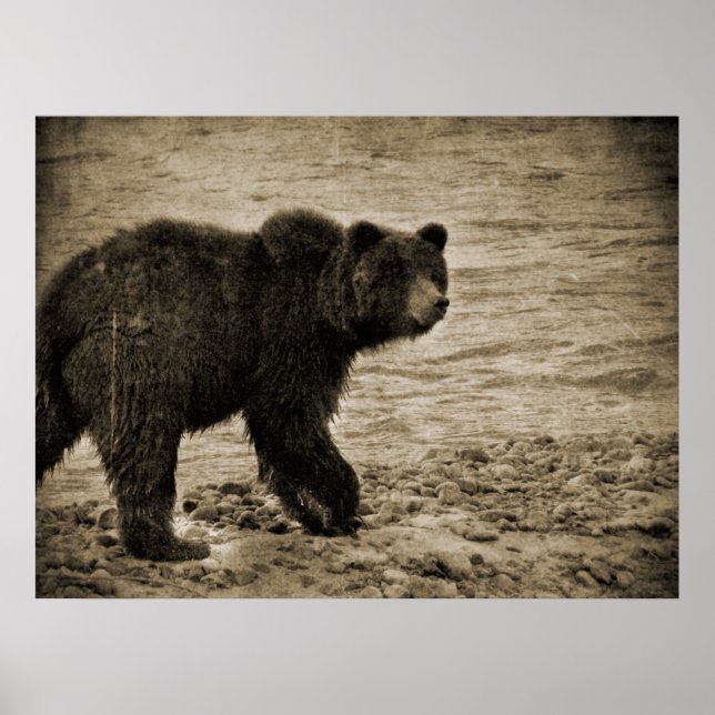 Grizzly Bear in Antique Poster (Framsidan)