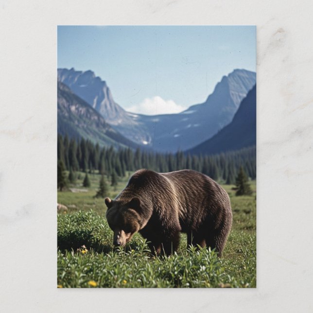 Grizzly Bear in Glacier National Park Travel Vykort (Framsida)