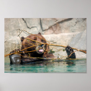 Grizzly Bear leker i Vatten Poster