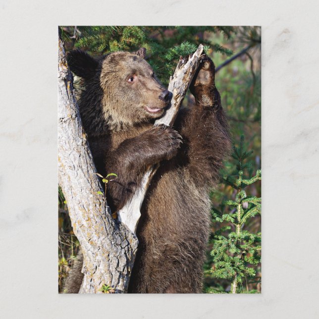 Grizzly Bear-lutning på Träd Vykort (Framsida)