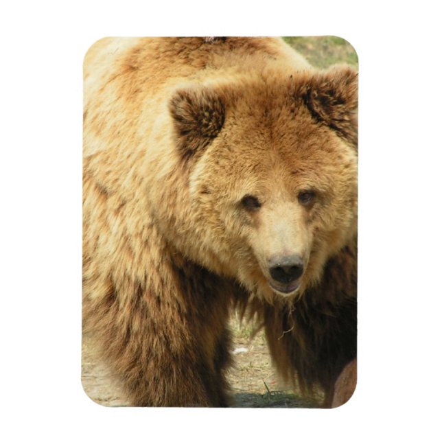 Grizzly Bear Magnet (Vertikal)