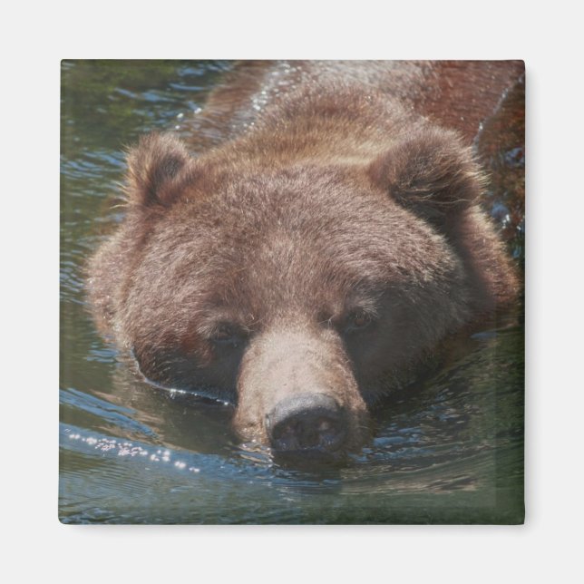 Grizzly Bear Magnet (Framsidan)
