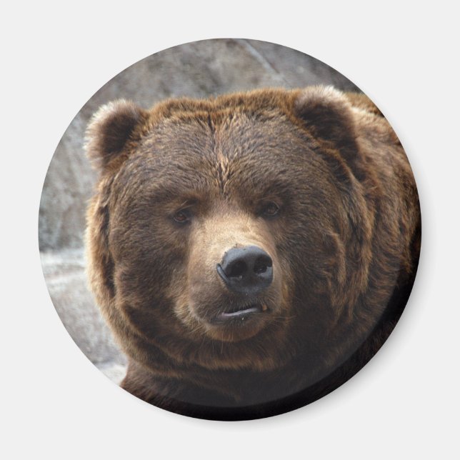 Grizzly Bear Magnet (Framsidan)