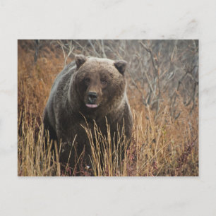 Grizzly Bear med Blueberry Läppar Vykort