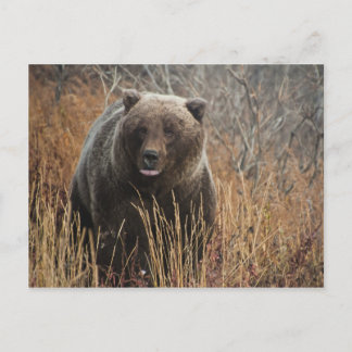 Grizzly Bear med Blueberry Läppar Vykort