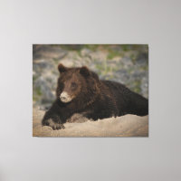 Grizzly Bear med en sandy Nose