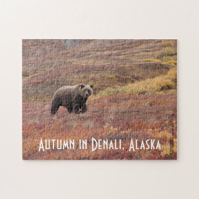 Grizzly Bear Moves through Autumn Färg in Alaska Pussel (Horisontell)