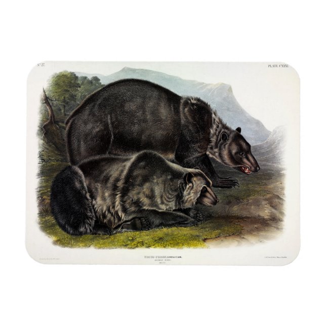 Grizzly Bear (North American Brown Bear) - Audubon Magnet (Horisontell)