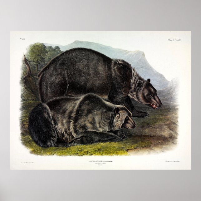 Grizzly Bear (North American Brown Bear) - Audubon Poster (Framsidan)