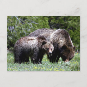 Grizzly Bear och Unge vykort