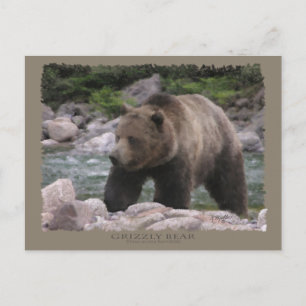 Grizzly Bear - Pastellkritor Vykort