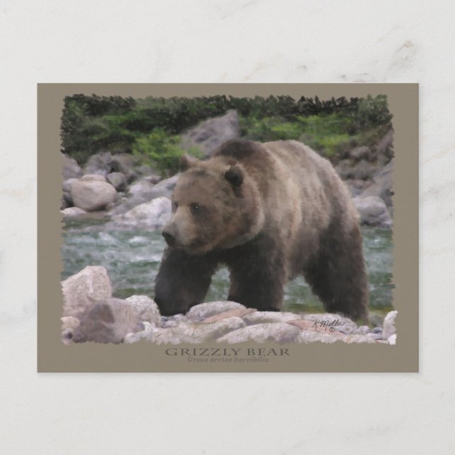 Grizzly Bear - Pastellkritor Vykort (Framsida)