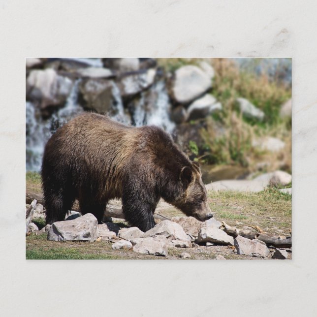 Grizzly Bear Photo Vykort (Framsida)