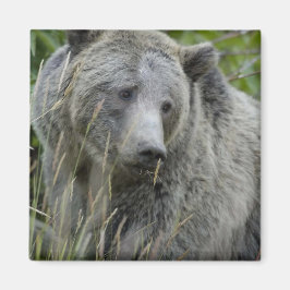 Grizzly_Bear_Photography_Art Magnet