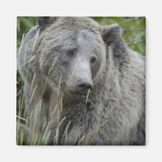 Grizzly_Bear_Photography_Art Magnet (Framsidan)