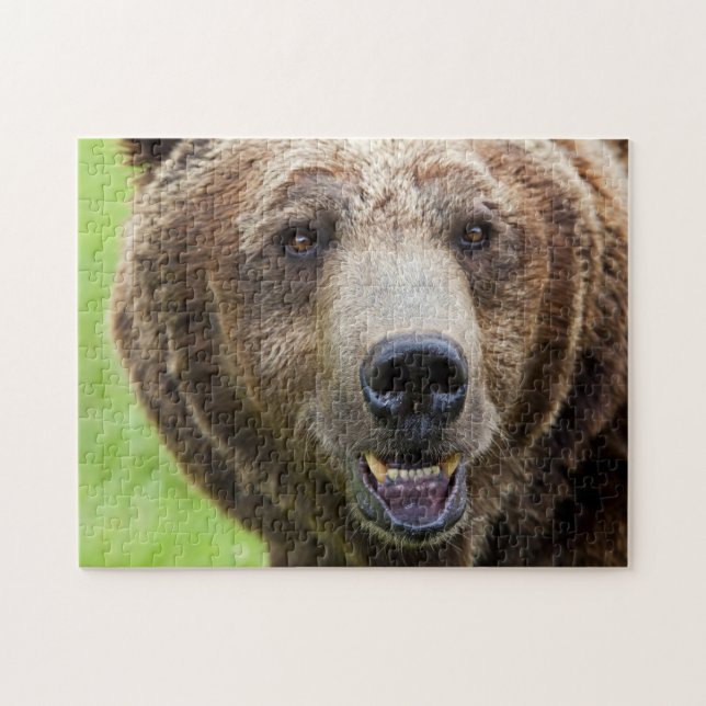 Grizzly Bear Porträtt, Jigszawa Puzzle Pussel (Horisontell)