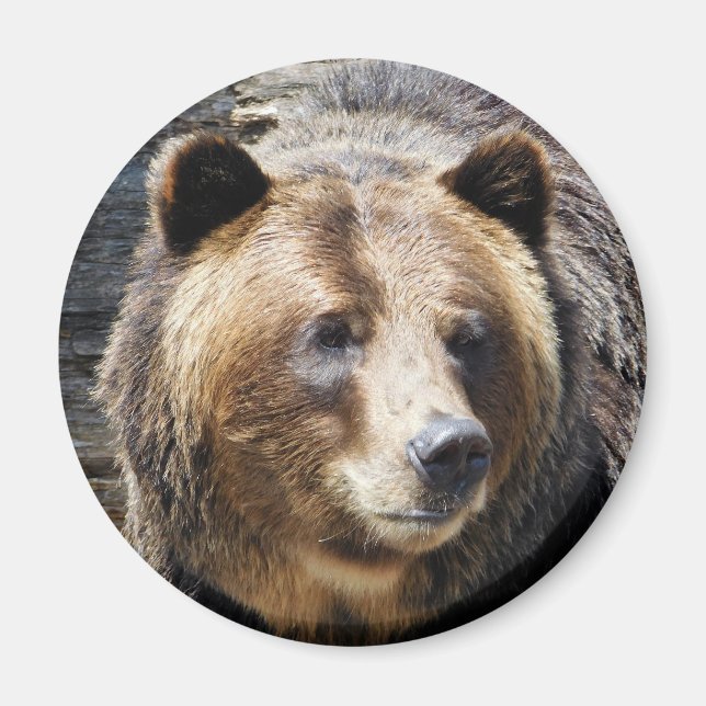 Grizzly Bear Porträtt Magnet (Framsidan)