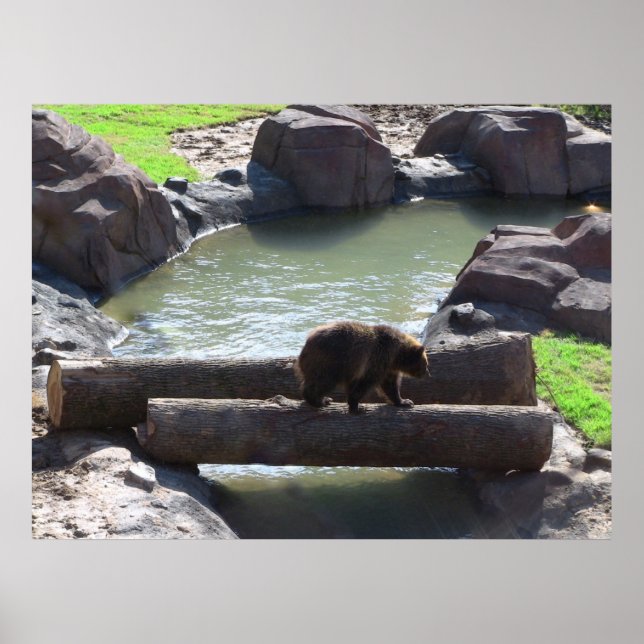 Grizzly Bear Poster (Framsidan)