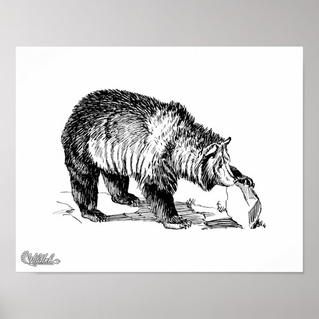 Grizzly Bear Poster (Framsidan)