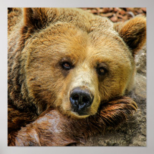 Grizzly Bear Poster