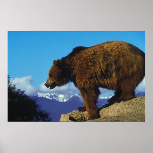Grizzly Bear Poster (Framsidan)