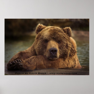 Grizzly Bear Poster