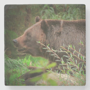Grizzly Bear Profile Underlägg Sten