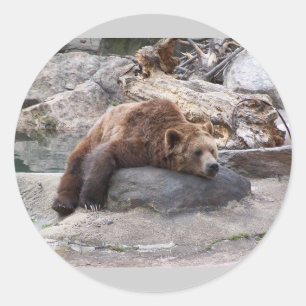 Grizzly Bear Resting på Sten Runt Klistermärke