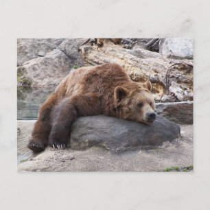 Grizzly Bear Resting på Sten Vykort