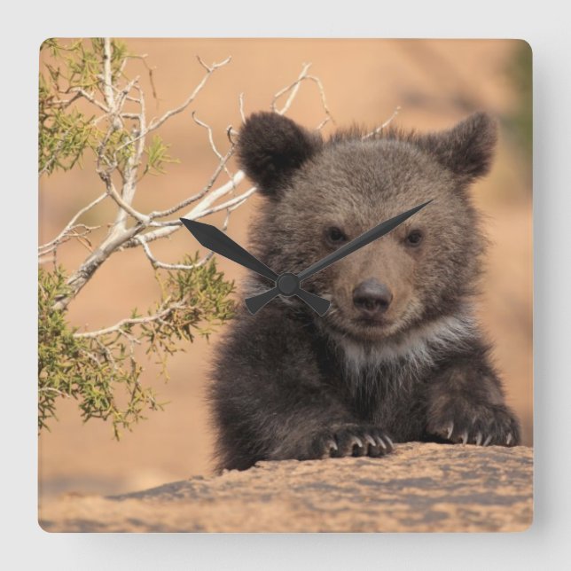 Grizzly Bear Unge Fyrkantig Klocka (Framsida)