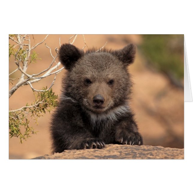 Grizzly Bear Unge Hälsningskort (Framsidan Horizontal)