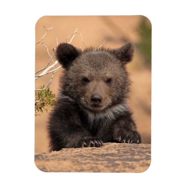 Grizzly Bear Unge Magnet (Vertikal)
