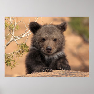 Grizzly Bear Unge Poster