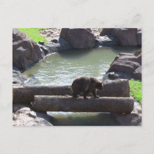 Grizzly Bear Vykort