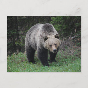 Grizzly Bear Vykort